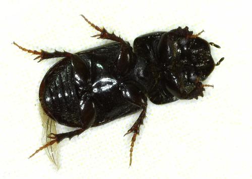 Aphodiinae